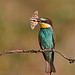 Bee Eater 2