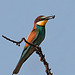 Bee-eater 4