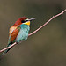 Bee Eater 3