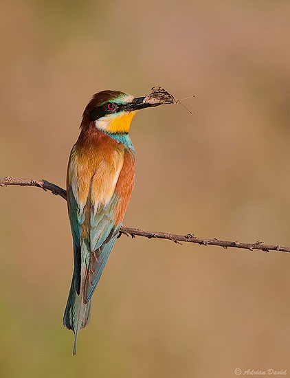 Bee Eater 1