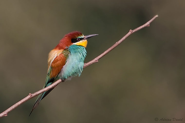 Bee Eater 3