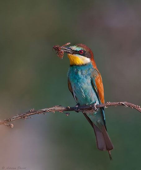 The real Bee-eater