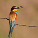 Bee Eater 1