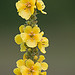 Orange Mullein