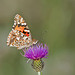 Painted Lady 2