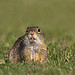 Ground squirrel