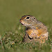 Ground squirrel 2
