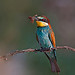 The real Bee-eater