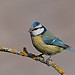 Blue Tit 2