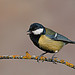 Great Tit 2