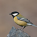 Great Tit 3