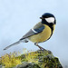 Great Tit 1