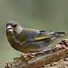 Green Finch