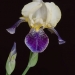 Iris 1