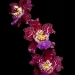 Orchid 2