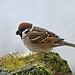 Sparrow