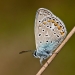 Common blue 1