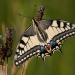 Swallowtail