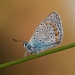 Common blue 2