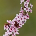 Purple leaved flowering plum