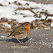 Robin