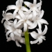 White Hyacinth