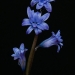 Blue Hyacinth