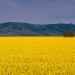 Fields of gold