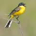 Yellow-Wagtail-1