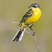 Yellow-Wagtail-2