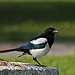 Magpie