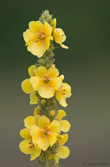 Orange Mullein