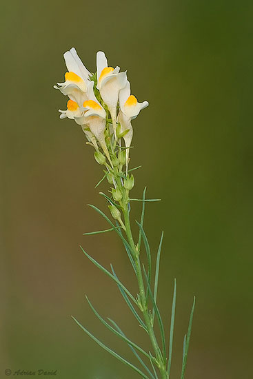 A touch of yellow