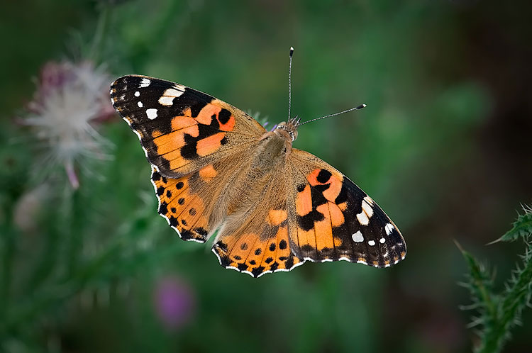 Painted Lady 1