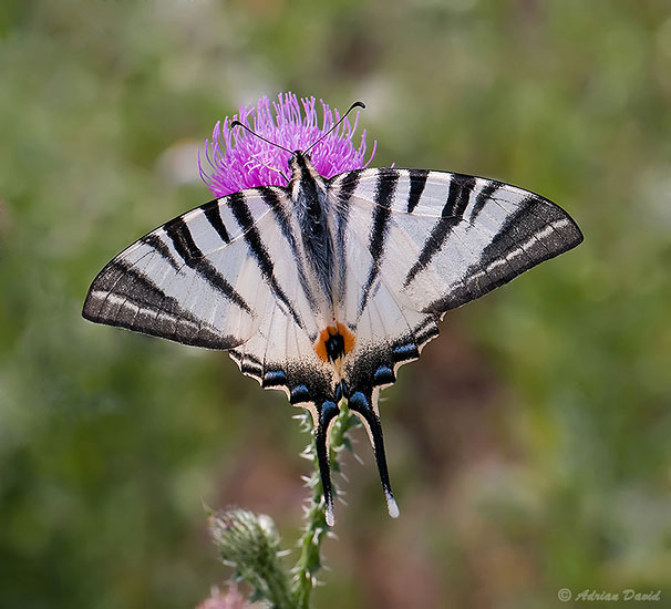 Scarce Swallowtail