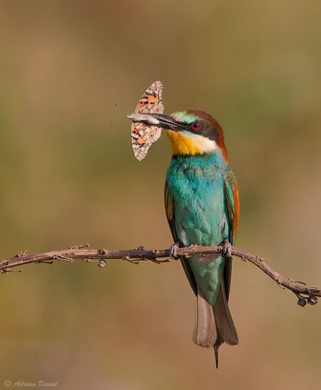 Bee Eater 2