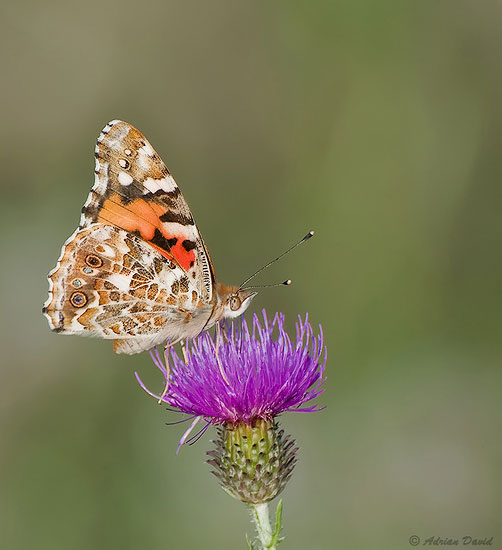 Painted Lady 2