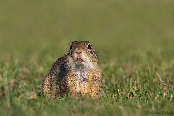 Ground squirrel