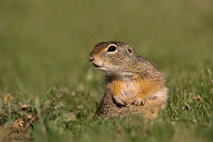 Ground squirrel 2