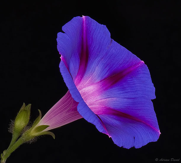 Morning Glory 2