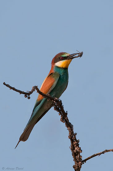 Bee-eater 4