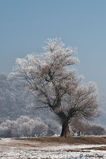 The sentinel