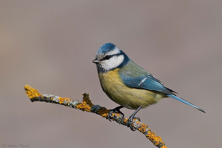 Blue Tit 2