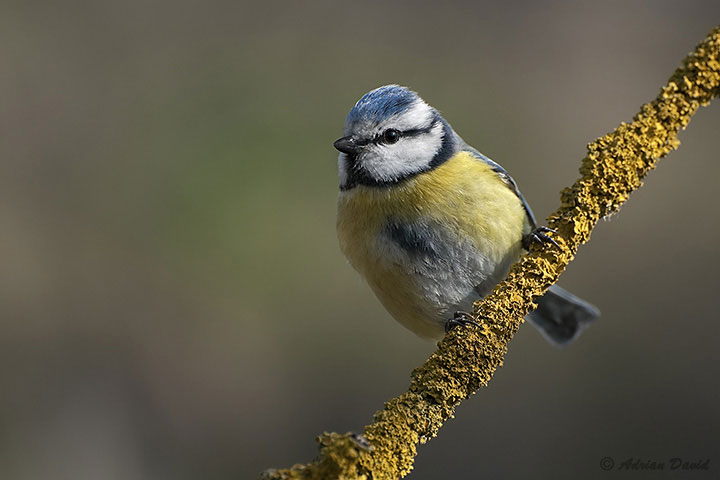 Blue Tit 1