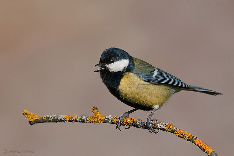 Great Tit 2