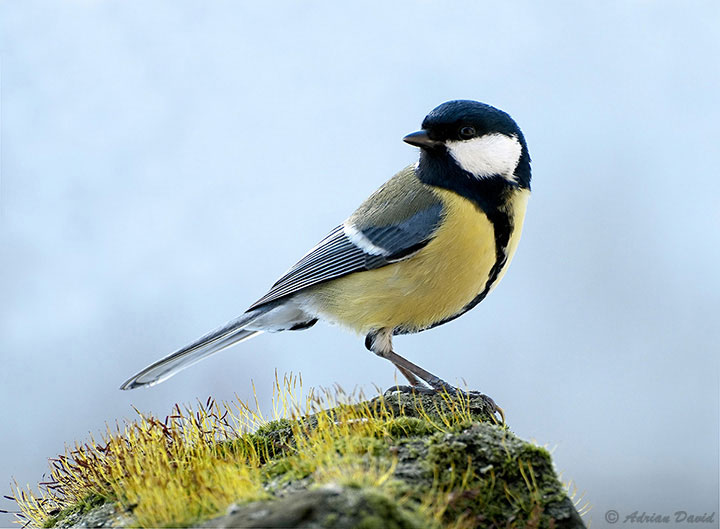 Great Tit 1