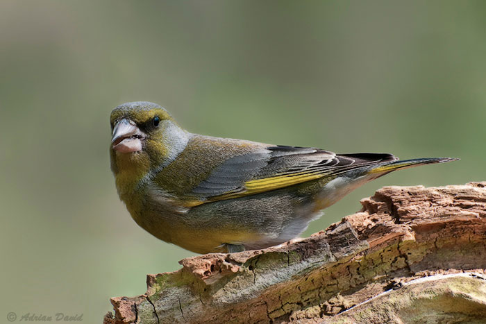 Green Finch