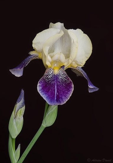 Iris 1