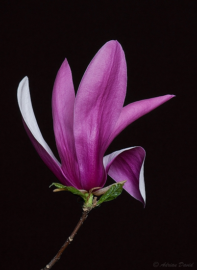 Magnolia