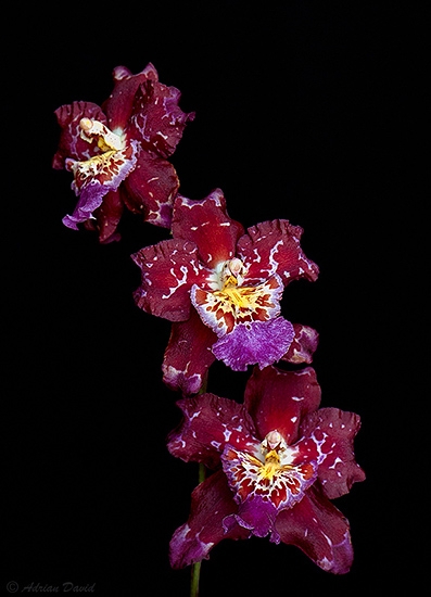 Orchid 2